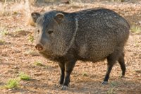 Wild Hogs in the Yard